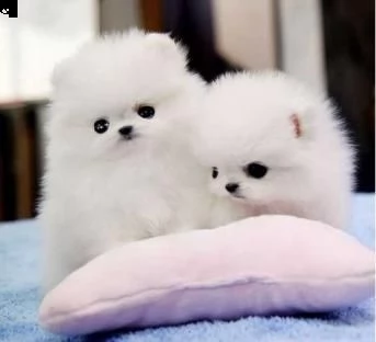 spitz pomerania toy