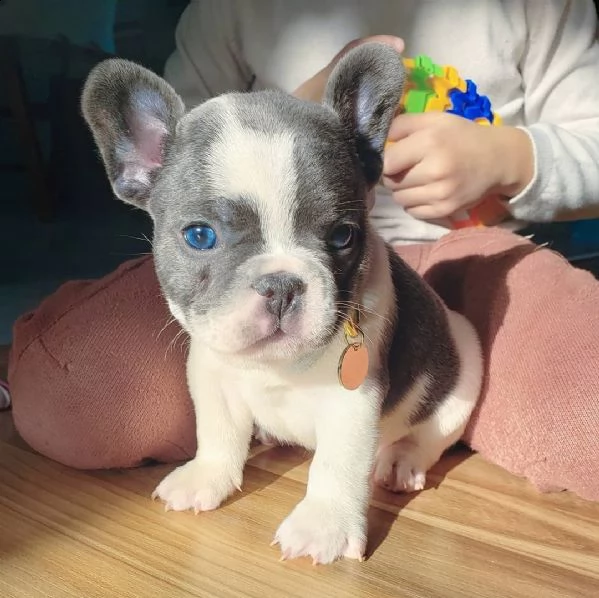eccellente cucciolata di bulldog francese blu | Foto 6