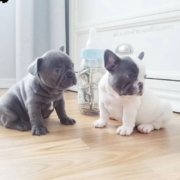 eccellente cucciolata di bulldog francese blu | Foto 5