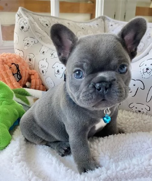 eccellente cucciolata di bulldog francese blu | Foto 4