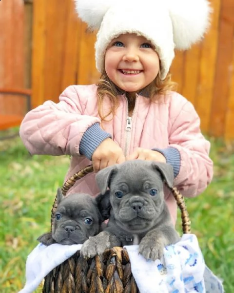 eccellente cucciolata di bulldog francese blu | Foto 3