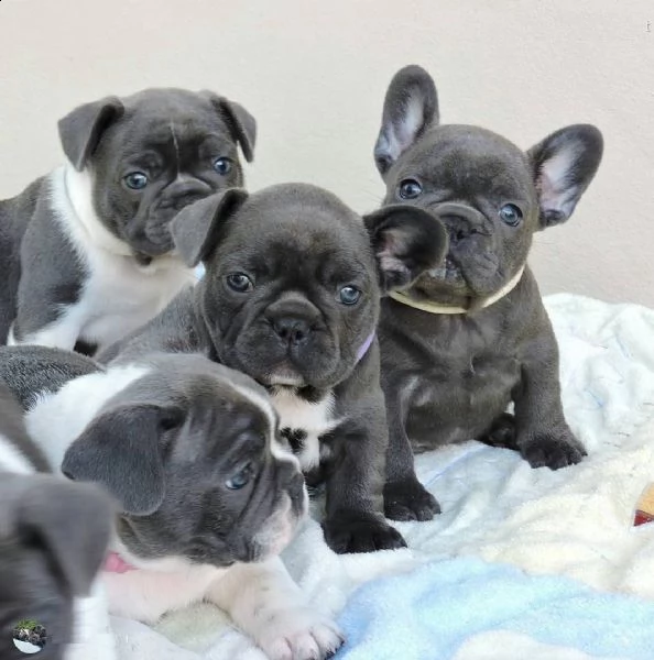 eccellente cucciolata di bulldog francese blu | Foto 2