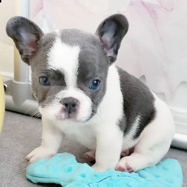 eccellente cucciolata di bulldog francese blu | Foto 1