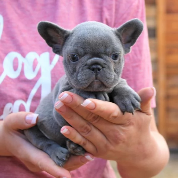 eccellente cucciolata di bulldog francese blu