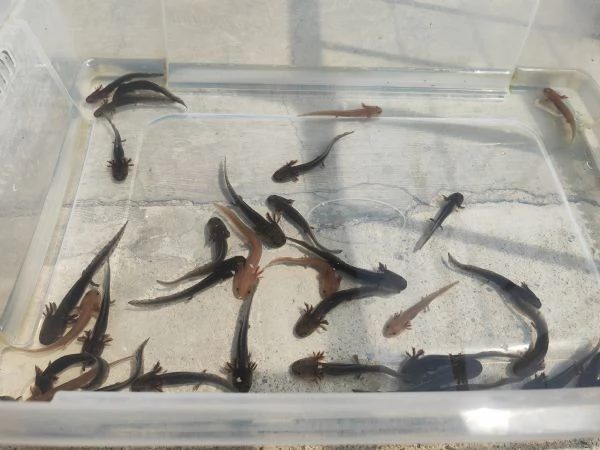 Axolotl 
