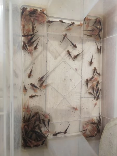 Axolotl  | Foto 3