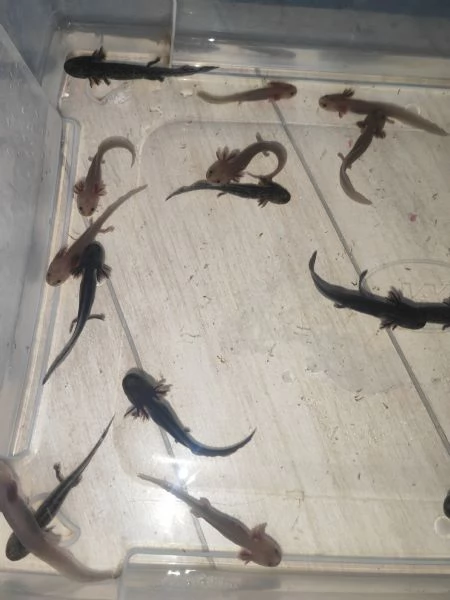 Axolotl  | Foto 2