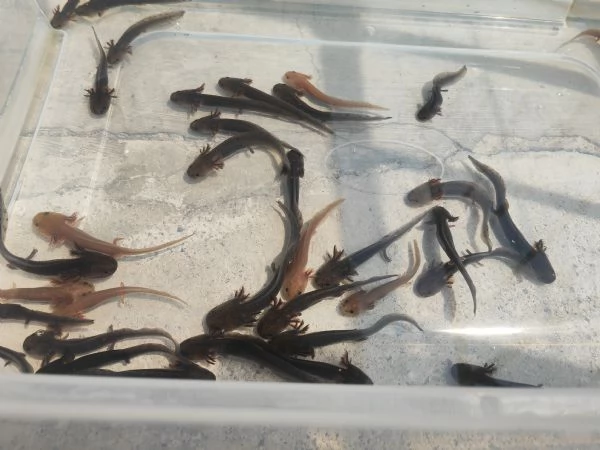 Axolotl  | Foto 1