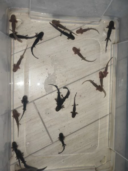 Axolotl  | Foto 0