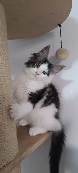 Cuccioli di Maine Coon  | Foto 1