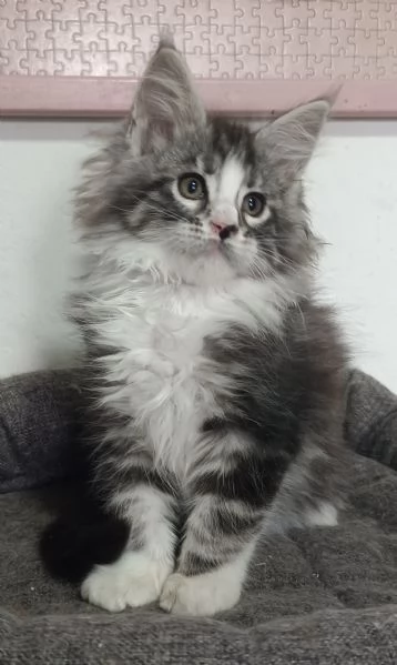 Cuccioli di Maine Coon  | Foto 0