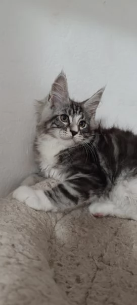 Cuccioli di Maine Coon 