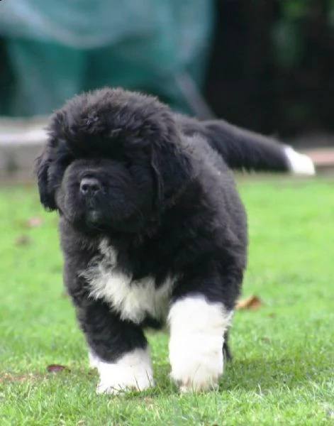 cuccioli di terranova disponibili