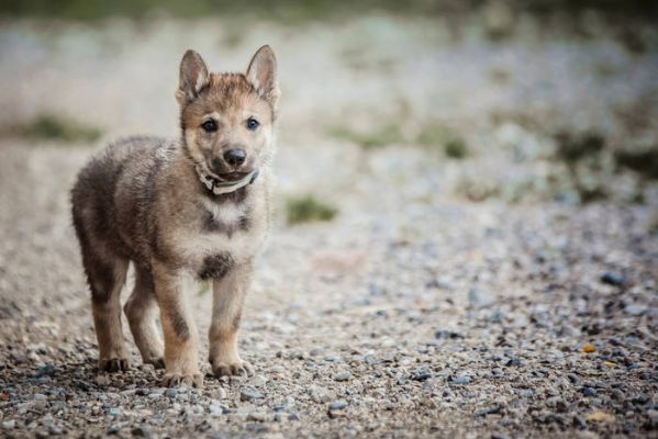 Vendita Bellissimi Cuccioli Di Cane Lupo Cecoslovaccooffro In Rega