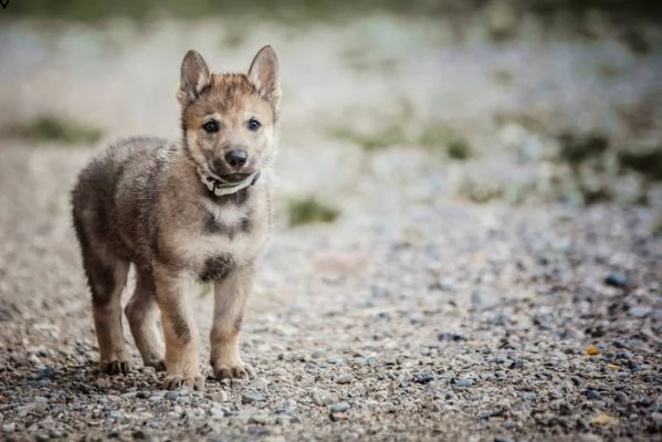 vendita bellissimi cuccioli di cane lupo cecoslovacco