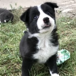 vendita cucciolo border collie