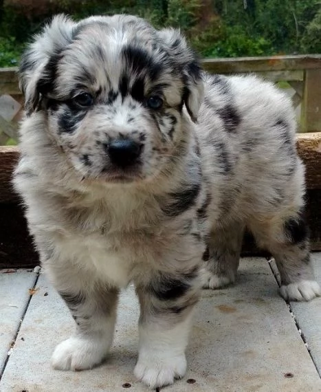 regalo adorabili cuccioli pastore australiano femminucce e maschietti disponibili