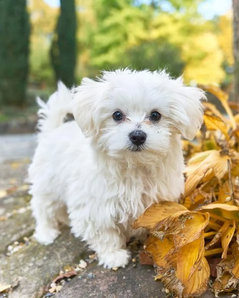  regalo bellissimi cuccioli di maltese mini toy   maltese toy privato dispone 
