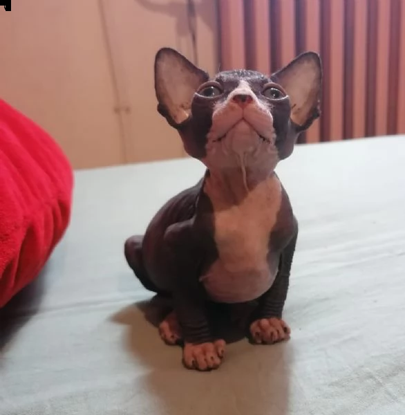 cuccioli canadian sphynx | Foto 3