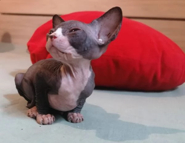 cuccioli canadian sphynx | Foto 2