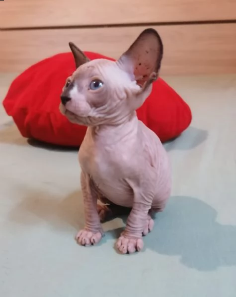 cuccioli canadian sphynx | Foto 1