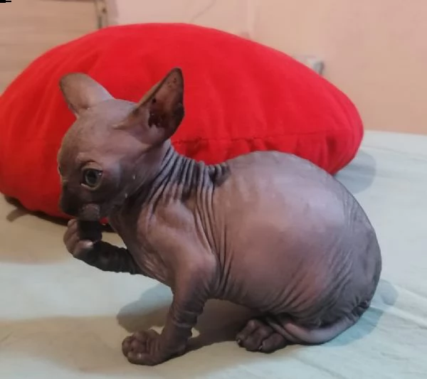 cuccioli canadian sphynx | Foto 0
