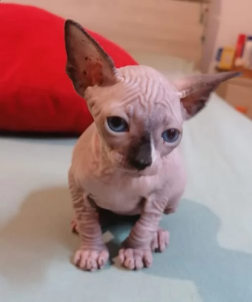 cuccioli canadian sphynx