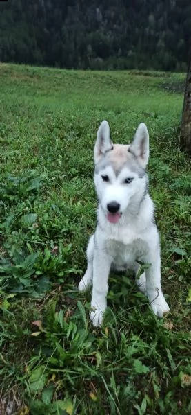 cucciolo di siberian husky  | Foto 2