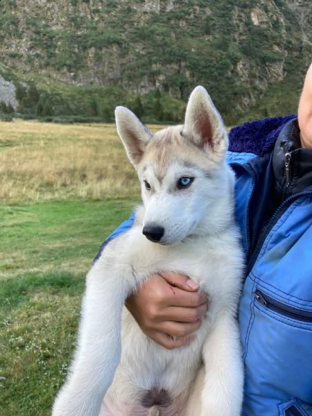 cucciolo di siberian husky  | Foto 1