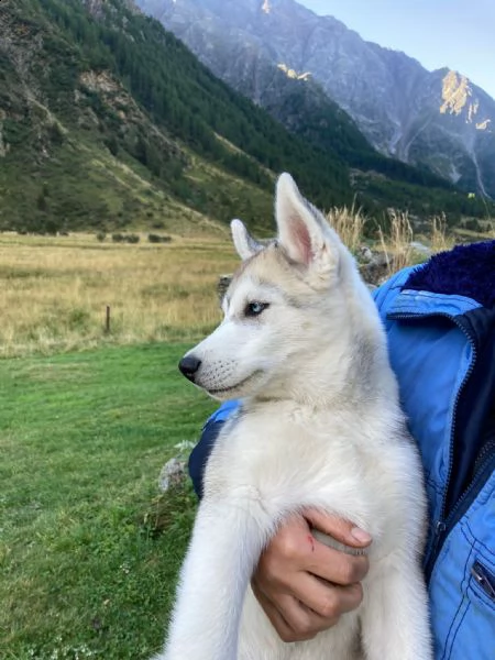 cucciolo di siberian husky 