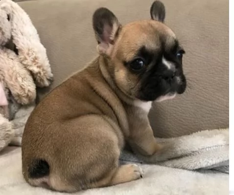 cucciolo di bulldog francese nero maschio