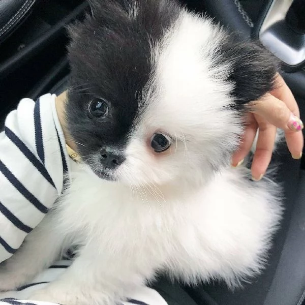disponibili cuccioli di pomeranian di tre mesi e si cedono con gia le vaccinazioni svermazioni e mi