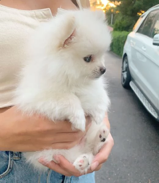  regalo  volpino pomerania mini toy 
