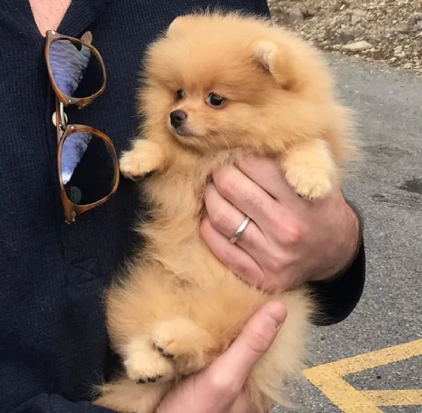  regalo  volpino pomerania mini toy  | Foto 0