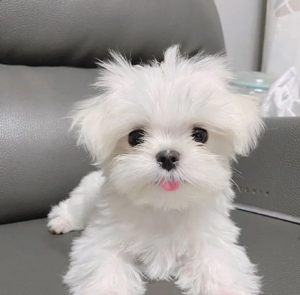 cucciolo di bichon maltese | Foto 0