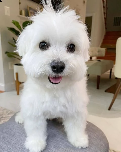 regalo maltese | Foto 0