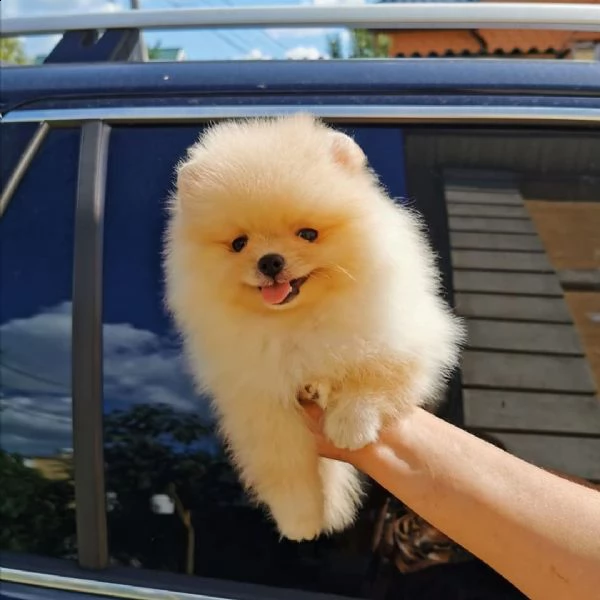 disponibili cuccioli di pomeranian di tre mesi e si cedono con gia le vaccinazioni svermazioni e mi