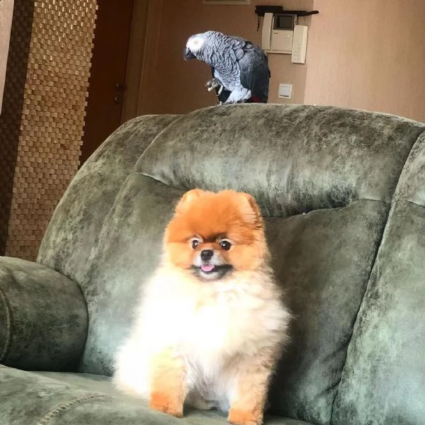 cucciolo volpino pomerania da privato | Foto 1