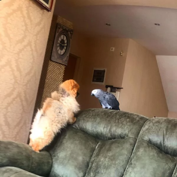 cucciolo volpino pomerania da privato | Foto 0