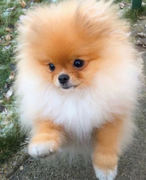 cucciolo volpino pomerania da privato