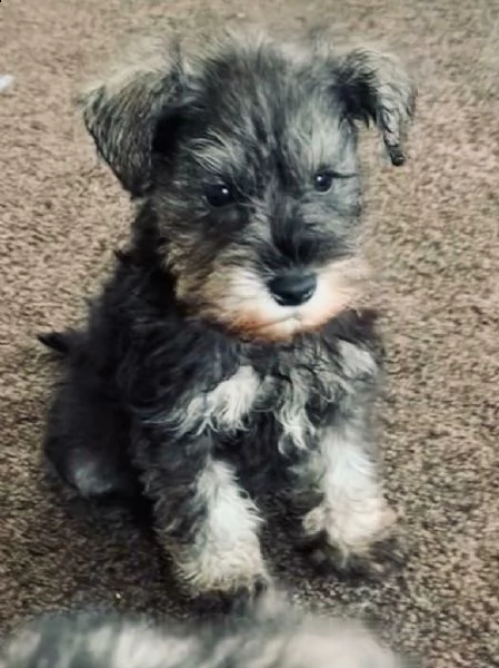 schnauzer nani cuccioli