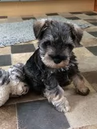 schnauzer nani cuccioli | Foto 2