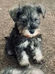 schnauzer nani cuccioli | Foto 1