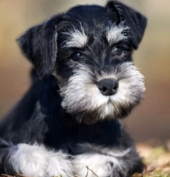 schnauzer nani cuccioli | Foto 0