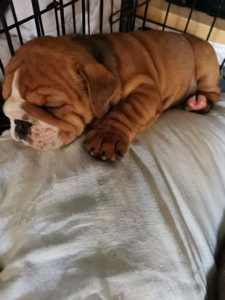 cuccioli di bulldog inglese disponibili