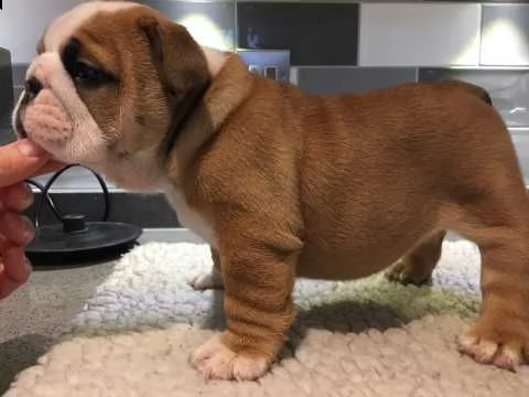 cuccioli di bulldog inglese disponibili | Foto 2