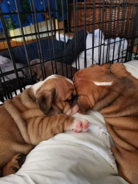 cuccioli di bulldog inglese disponibili | Foto 1