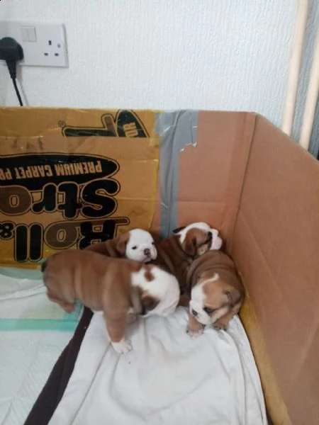 cuccioli di bulldog inglese disponibili | Foto 0