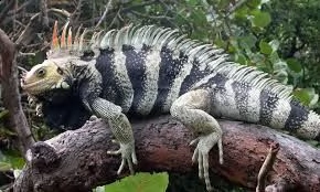  accoppiamento iguana maschio