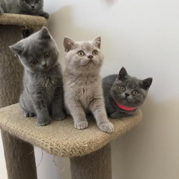 Vendita British da Privato a vendita cucciolo british shorthair 18/01/2021